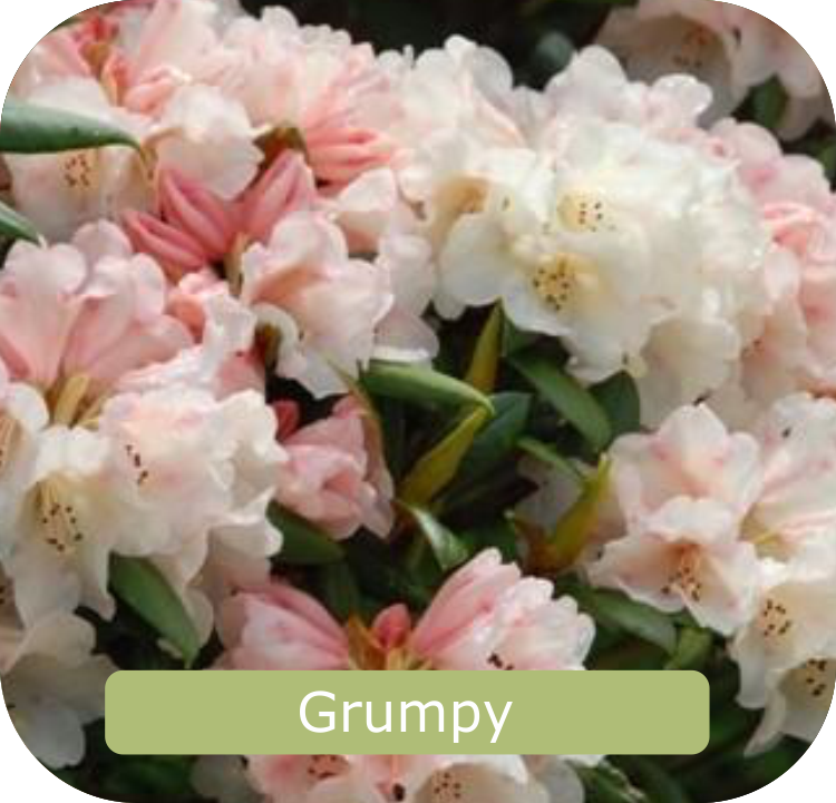 Close-up of pink and white rhododendron flowers with lush green leaves, captured in all their splendor. A label at the bottom reads "Grumpy," a nod to Rhodo Direct's signature touch—a charming addition to any home page.