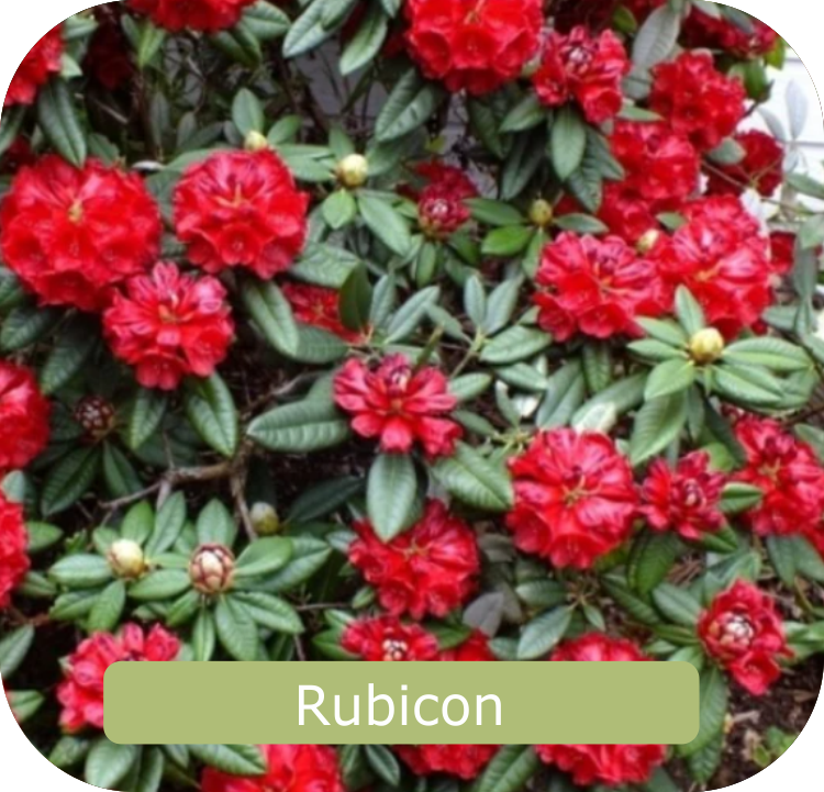 A bush with vibrant red Rubicon flowers, glossy green leaves, and a touch of elegance perfect for any home garden.