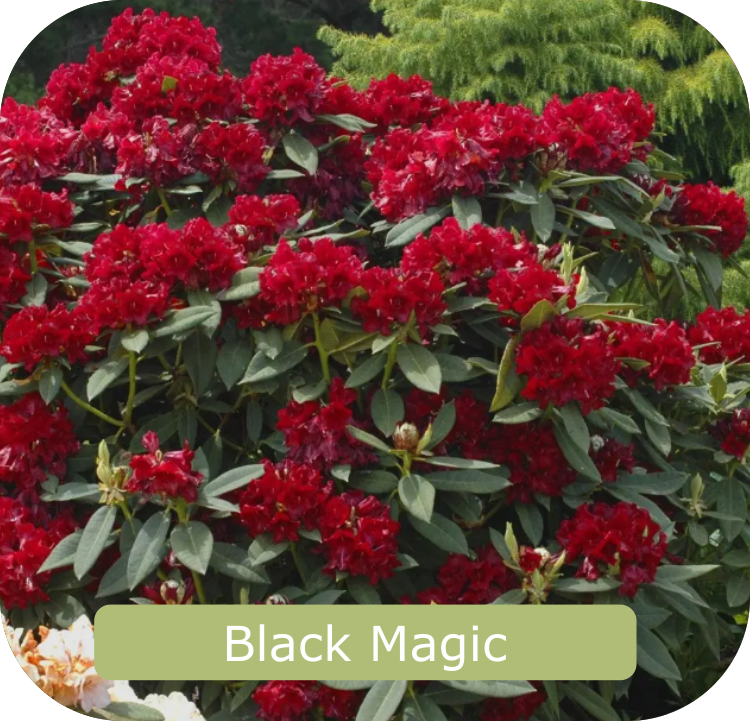 Amidst lush green foliage, the "Black Magic" bush boasts dark red blooms. Discover this enchanting plant through Rhodo Direct, your premier source for stunning flora.