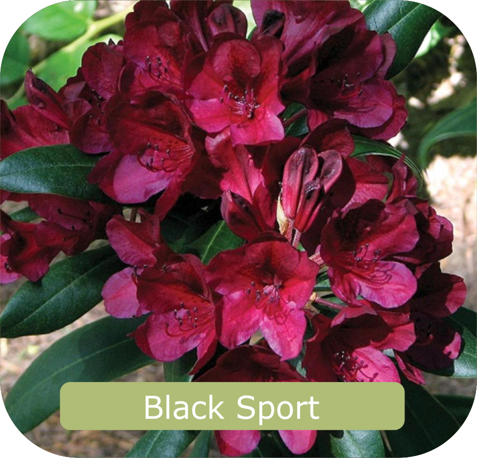 A cluster of dark red "Black Sport" rhododendron flowers with dark green leaves showcases its beauty, bringing a touch of nature's elegance to any home page. Explore more stunning blooms at Rhodo Direct.