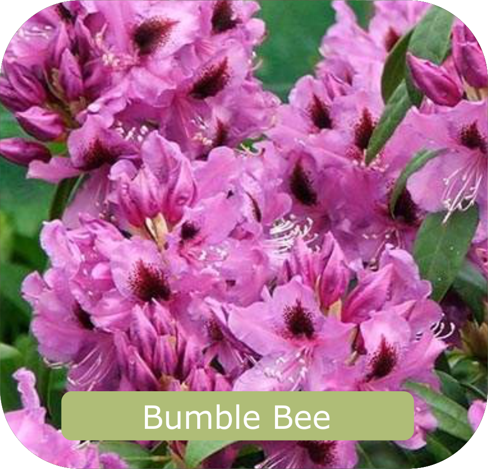 A cluster of pink rhododendron flowers with dark centers, labeled "Bumble Bee," is featured on the Rhodo Direct home page.