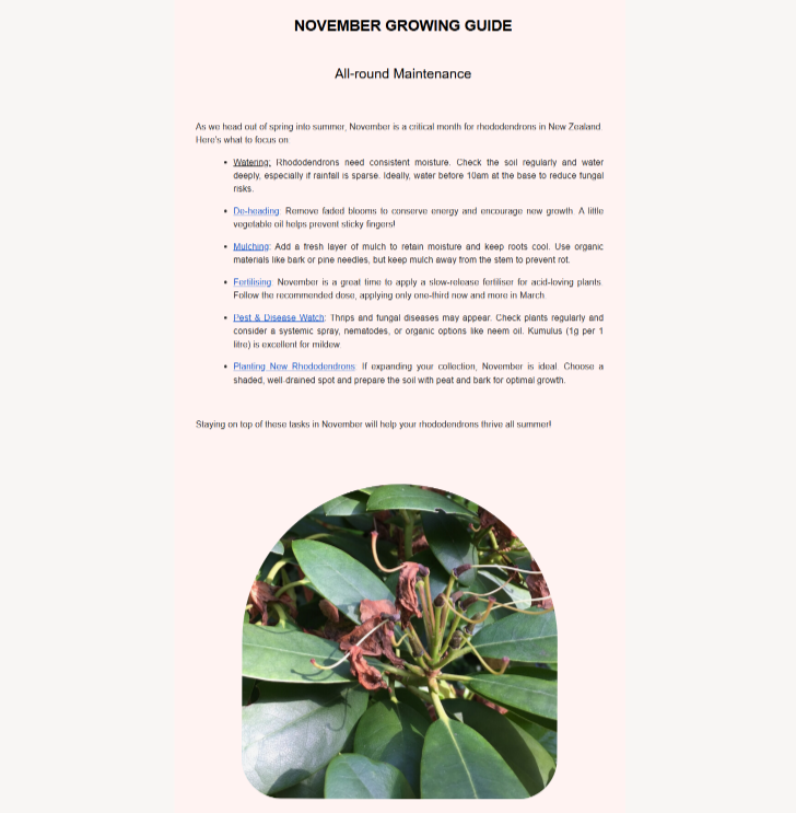 Discover our November growing guide for rhododendrons, offering monthly maintenance tips like removing faded blooms, enriching soil, and careful pruning. Get expert advice on fertilizing, mulching, and disease protection to ensure your rhododendrons thrive all season long.