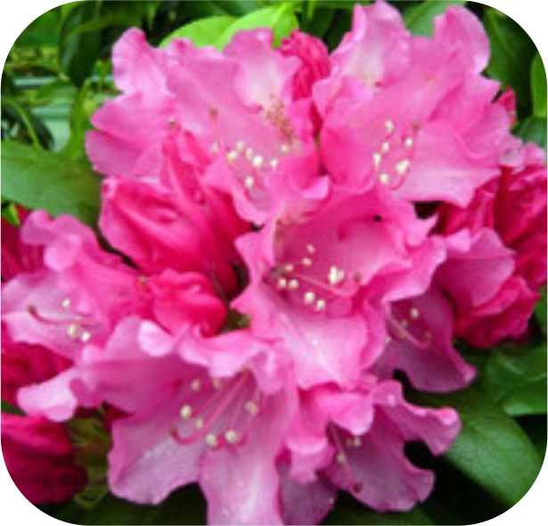 Close-up of vibrant pink rhododendron flowers from Rhodo Direct, showcasing ruffled petals and lush green leaves in the background. Perfect for your home page to add a touch of natural elegance.