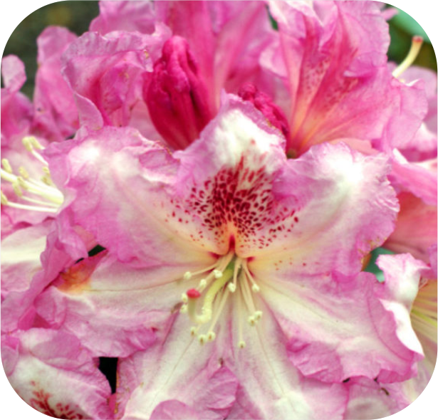 Close-up of pink rhododendron flowers with ruffled petals and speckled centers, perfect for showcasing on the Rhodo Direct home page.