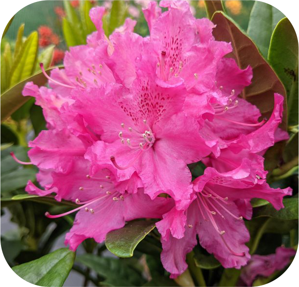 Close-up of vibrant pink rhododendron flowers with ruffled petals, featured front and center on the Rhodo Direct home page, with broad green leaves in the background.