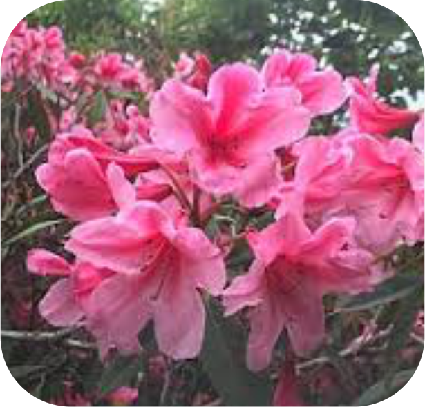 Pink azalea flowers in full bloom, showcased beautifully on the Rhodo Direct Home Page, with lush green leaves providing a stunning backdrop.