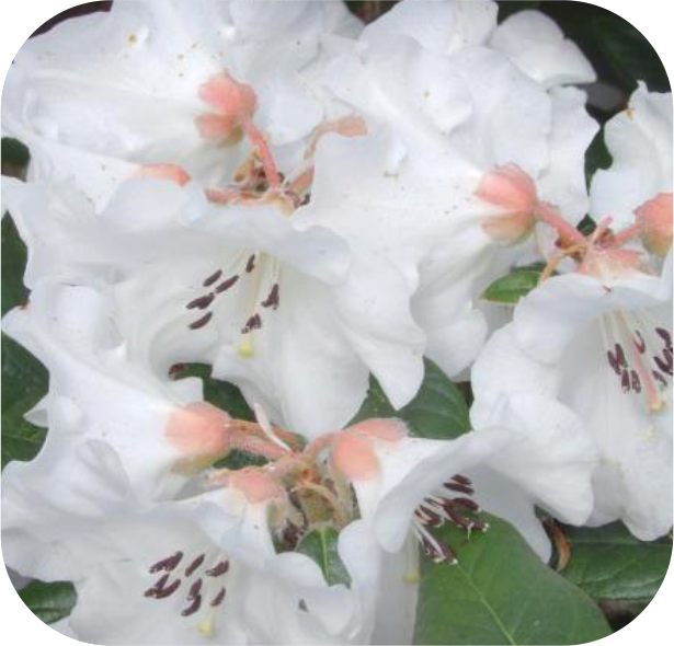 Rhodo Direct presents a charming cluster of white flowers with pink centers and lush green leaves, perfect for brightening any space.