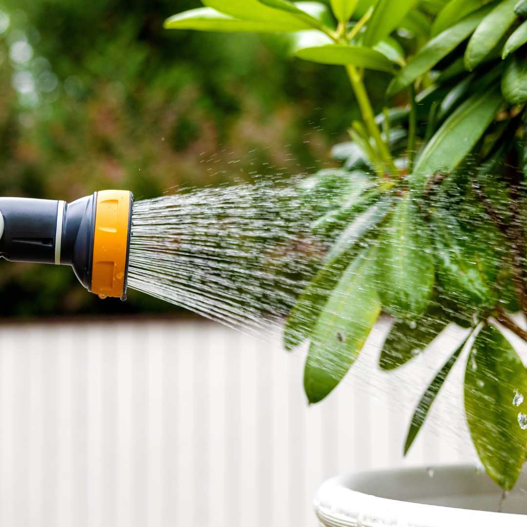 A garden hose with an orange nozzle expertly sprays water on the green plant leaves in a pot, showcasing the art of mastering watering techniques.