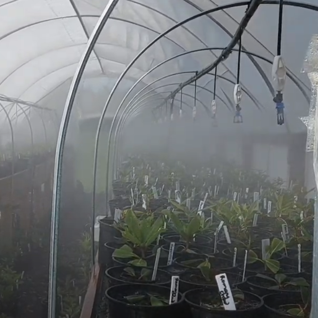 The misting system in the greenhouse interior cultivates a foggy atmosphere among rows of potted plants, reminiscent of stepping into the lush world showcased on Rhodo Direct's Home Page.