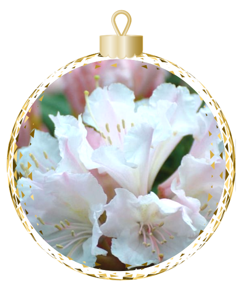 White rhododendron flowers from Rhodo Direct grace a decorative, gold-trimmed ornament, creating an elegant centerpiece.