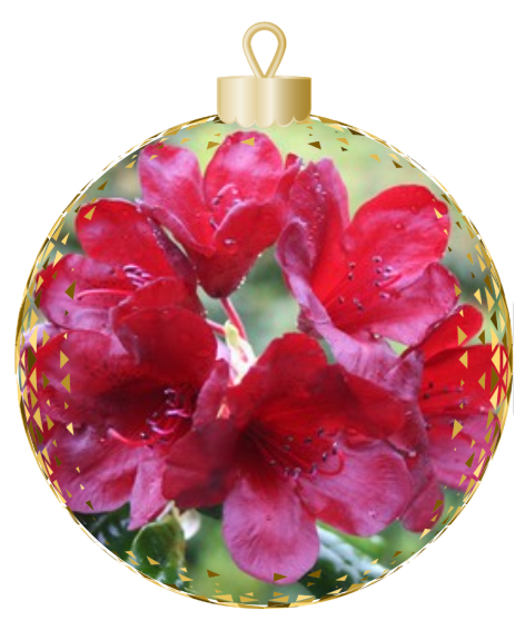 A stunning centerpiece for your décor, this Christmas ornament from Rhodo Direct boasts red flowers elegantly encased in a transparent ball, complete with a gold cap. Perfect for adding a touch of festive charm to any home page collection.