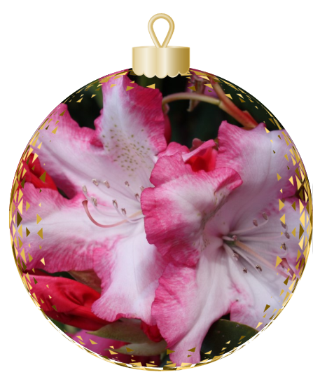 Close-up of pink and white rhododendron flowers enclosed in a decorative, transparent ornament with a gold top and geometric accents, perfect for showcasing on the Rhodo Direct home page.