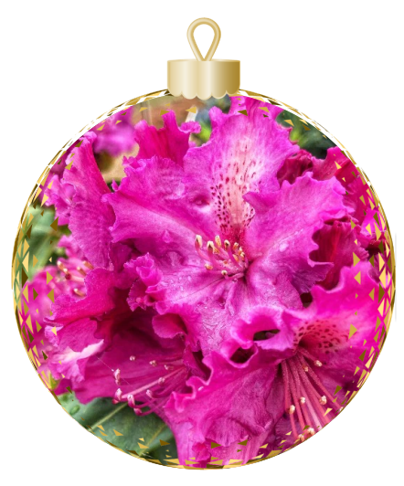 A Christmas ornament from Rhodo Direct, showcasing vibrant pink flowers with ruffled petals and visible stamens, adds a touch of elegance to your home page decor.