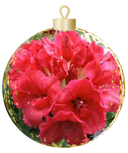 Red flowers from Rhodo Direct are elegantly encased in a transparent ornament with a gold cap, set against a pristine white background.