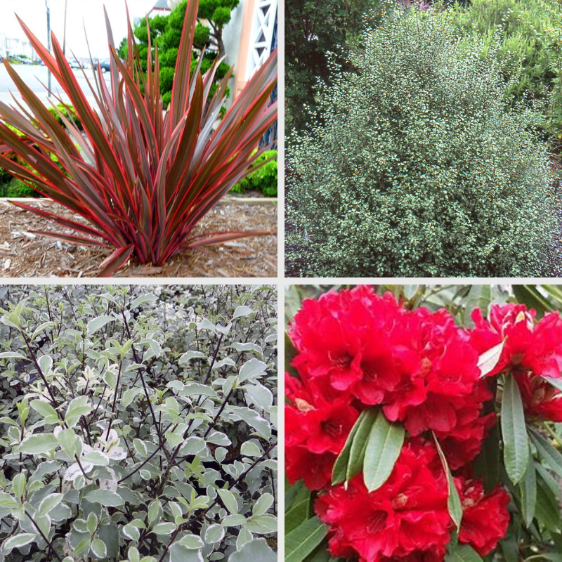 Collage of four vibrant plants: a spiky red-leafed plant, a dense green bush, silvery-leafed foliage, and bright red flowers with elongated leaves. It's as if nature has its Plan A for showcasing beauty.