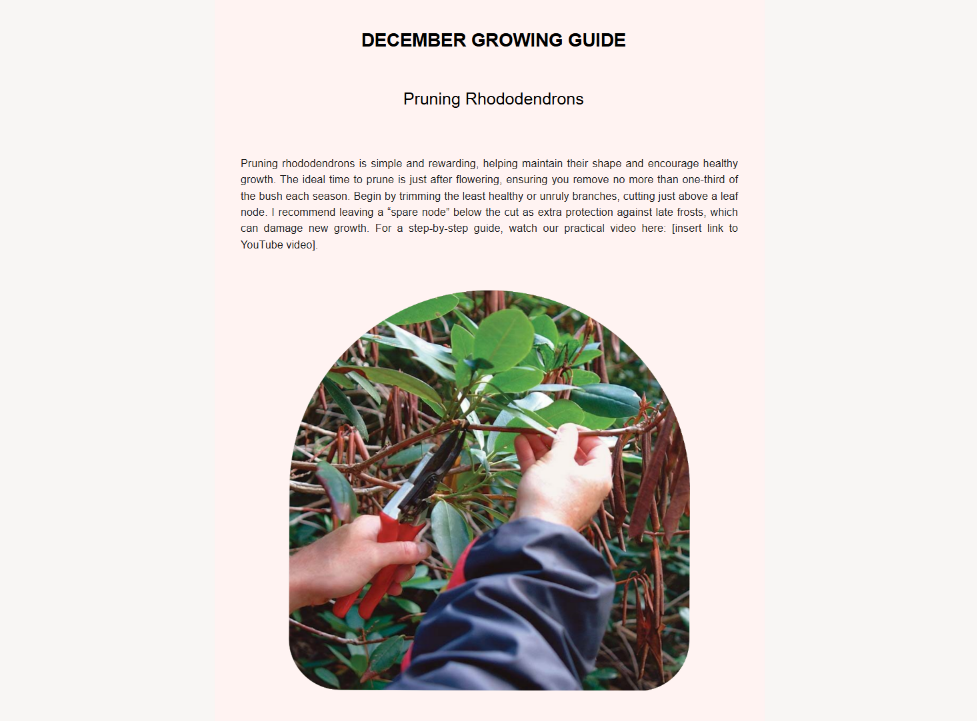 A person prunes a rhododendron bush using scissors, following the December Growing Guide for optimal care.