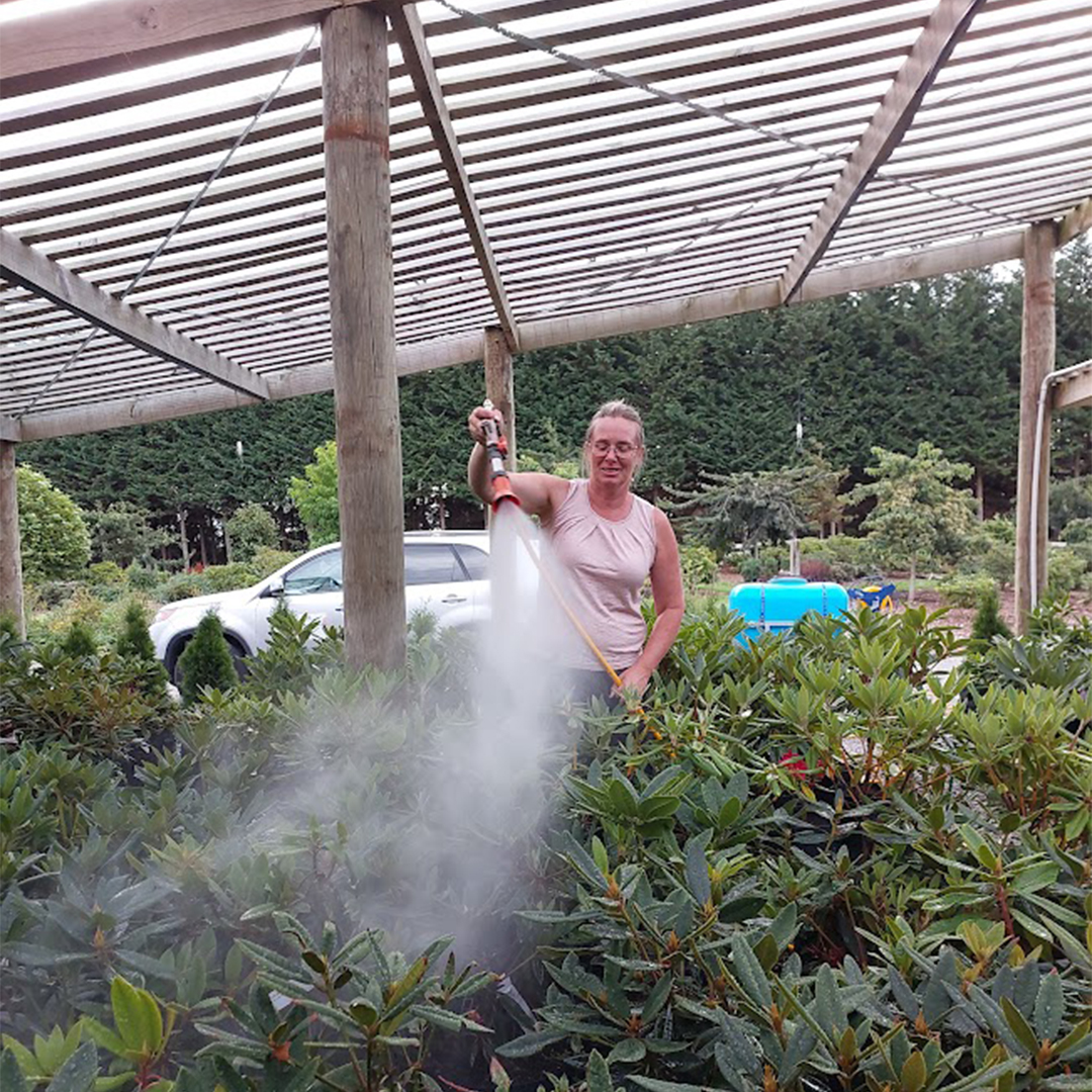 A woman waters plants under a pergola in a picturesque garden, promoting a serene atmosphere reminiscent of the Rhodo Direct home page. In the background, a vehicle is parked, adding to the idyllic charm of the scene.