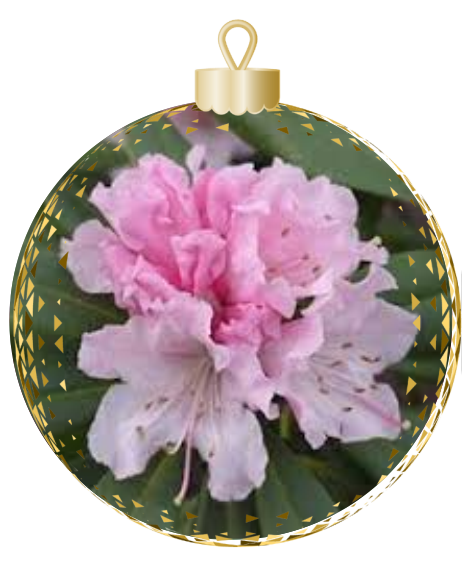 A pink flower from Rhodo Direct blooms vividly against green leaves, framed within a decorative ornament border, adding a touch of elegance to the home page.