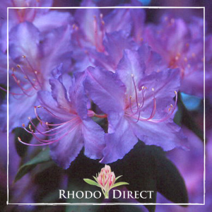 Close-up of the vibrant purple Rhododendron Augustinii Medlicott flowers featuring a Rhodo Direct logo at the bottom.