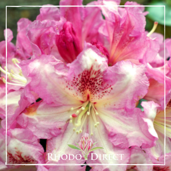 Close-up of pink Rhododendron Razzle Dazzle flowers featuring white and speckled centers, with a "Rhodo Direct" logo at the bottom.