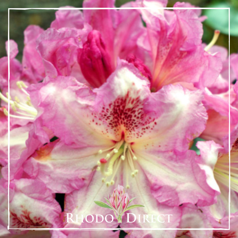 Close-up of pink Rhododendron Razzle Dazzle flowers featuring white and speckled centers