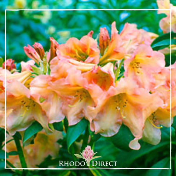 Peach-colored Rhododendron Fred Hamilton flowers, with green leaves in the background, feature a "Rhodo Direct" logo at the bottom with a pink flower.