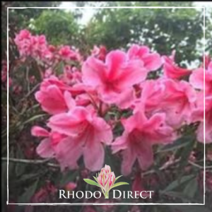 Rhododendron Sarita Loder flowers, in full bloom, display vibrant pink hues against a lush green foliage backdrop.