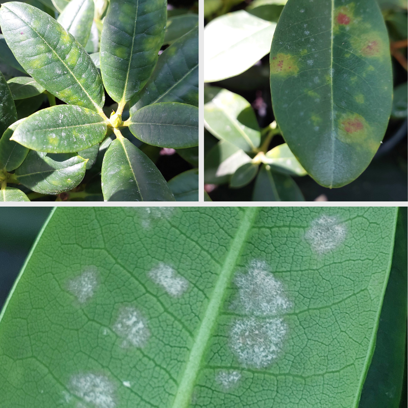 Collage of plant leaves showing signs of disease. Top left: green leaves; top right: leaf with yellow and red spots; bottom: close-up revealing powdery mildew on a leaf. Understanding these signs can help prevent further spread in your plants.