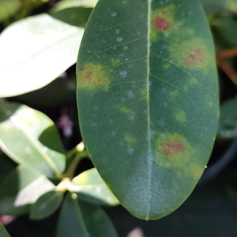 Close-up of a green leaf showing signs of disease, with reddish and yellowish spots, surrounded by healthy green plants in the background.