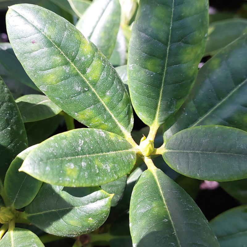 Close-up of vibrant green leaves with glossy surfaces, arranged in a radiating pattern. Sunlight highlights the texture and veins, showcasing the plant's resilience while remaining vigilant to prevent issues like powdery mildew.