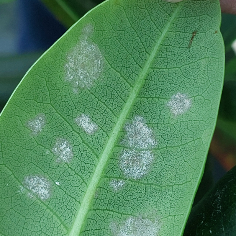 Close-up of a green leaf with several white, fuzzy patches, indicating a possible powdery mildew infection.