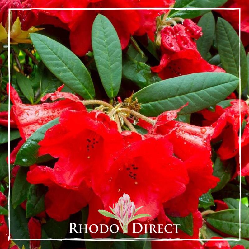 Bright red Rhododendron Thor flowers glisten with water droplets against lush green leaves, evoking nature's vibrant essence. "Rhodo Direct" logo and text featured at the bottom.