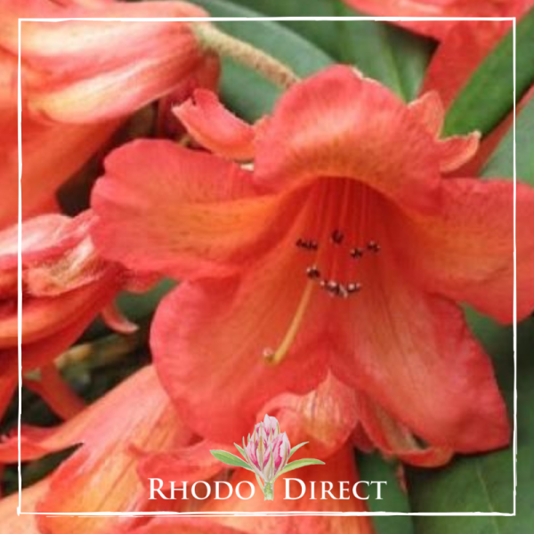 Close-up of vibrant Medusa rhododendron flowers in bright orange with prominent stamens and lush green leaves in the background.