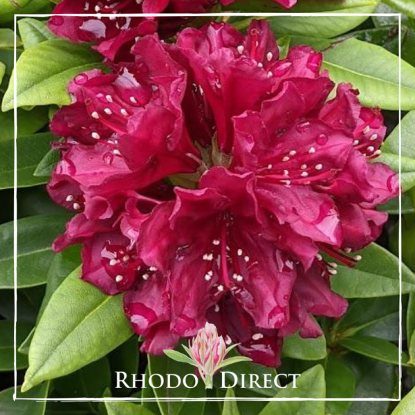 Rhododendron Old Port flowers in deep red with water droplets and lush green leaves surround the scene. The text below says "RHODO DIRECT.