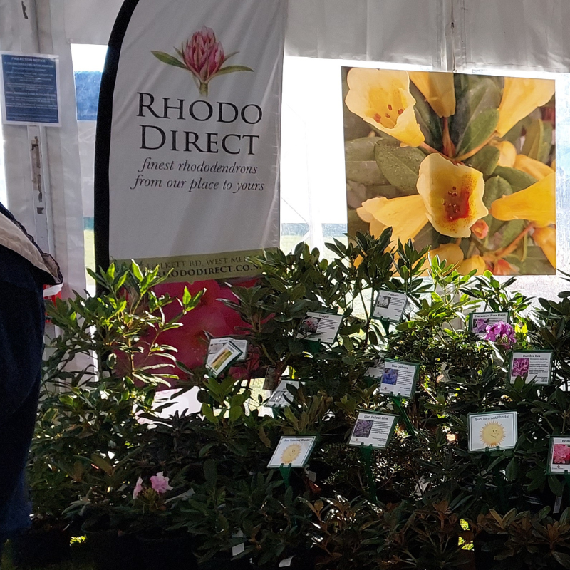 A vibrant display of rhododendron plants graces the area, enhanced by informational signs and a backdrop showcasing the Rhodo Direct logo, slogan, and a large flower image—a perfect centerpiece for festivals or trade days.