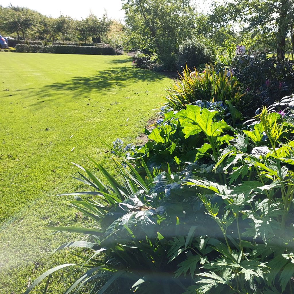A well-maintained garden featuring lush green Rhododendrons and shrubs next to a neatly cut lawn, basking in bright sunlight with some shadows and a visible lens flare—perfect inspiration for those seeking fresh landscaping ideas.