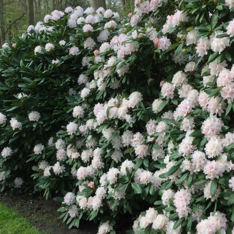 Large rhododendron bushes with dense dark green leaves make excellent screens or hedges, their clusters of pale pink flowers blooming beautifully in an outdoor garden.