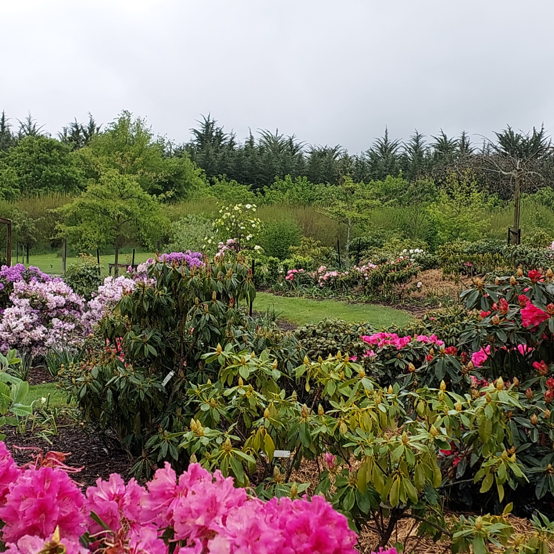 A garden with colorful blooming rhododendrons and green shrubs under an overcast sky, bordered by tall evergreens in the background—an inspiring scene for anyone seeking landscaping ideas or designing with drama.
