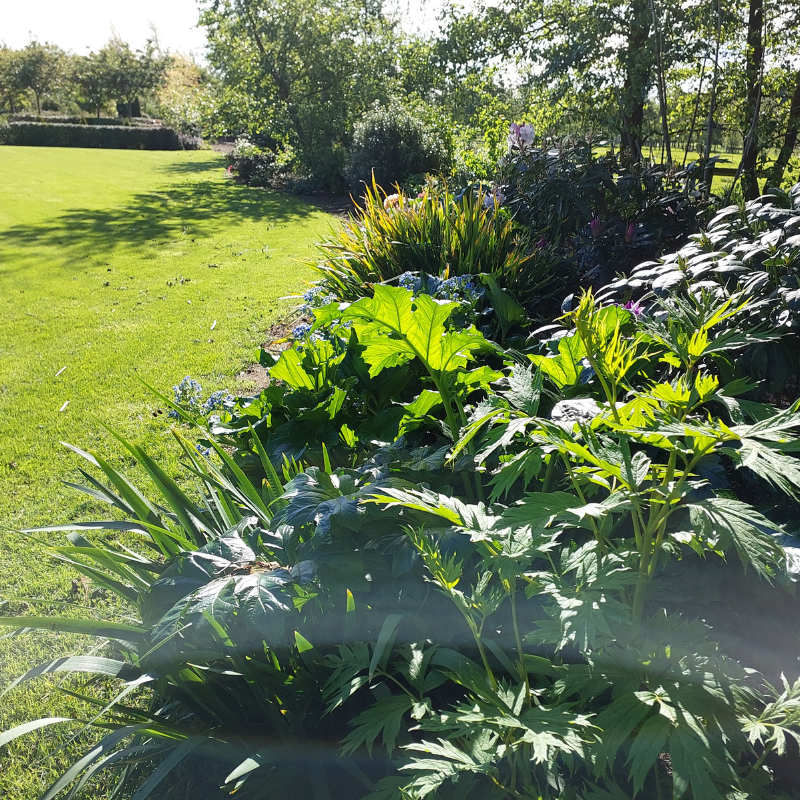 A sunlit garden scene with dense green foliage and vibrant rhododendrons in the foreground, plus a grassy lawn bordered by trees and shrubs in the background—perfect for fresh landscaping ideas.