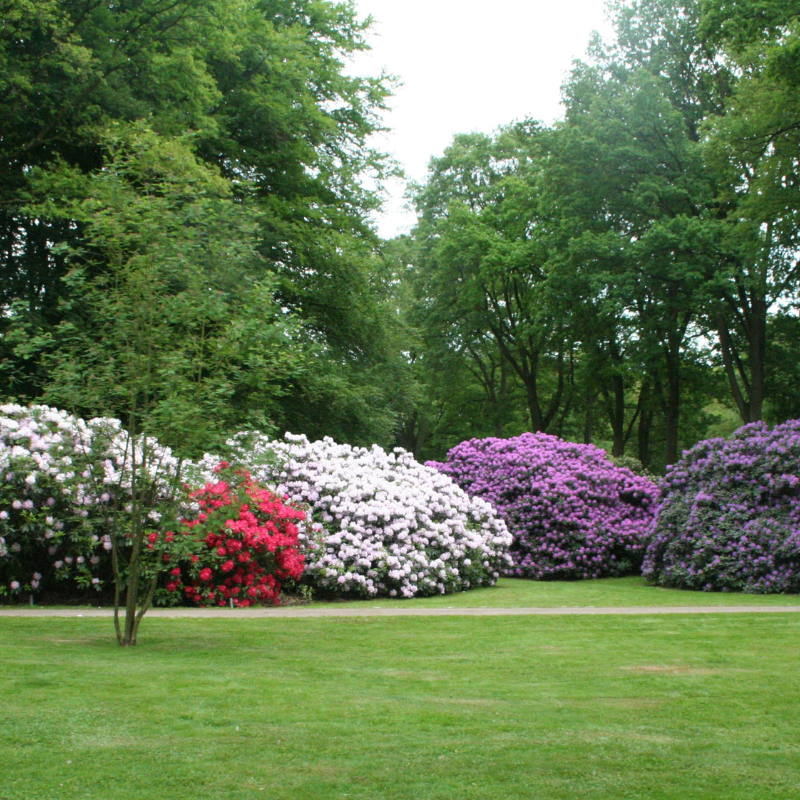 A park scene with green grass, leafy trees, and large bushes of blooming rhododendrons in white, red, and purple offers inspiring landscaping ideas for anyone interested in designing with drama.