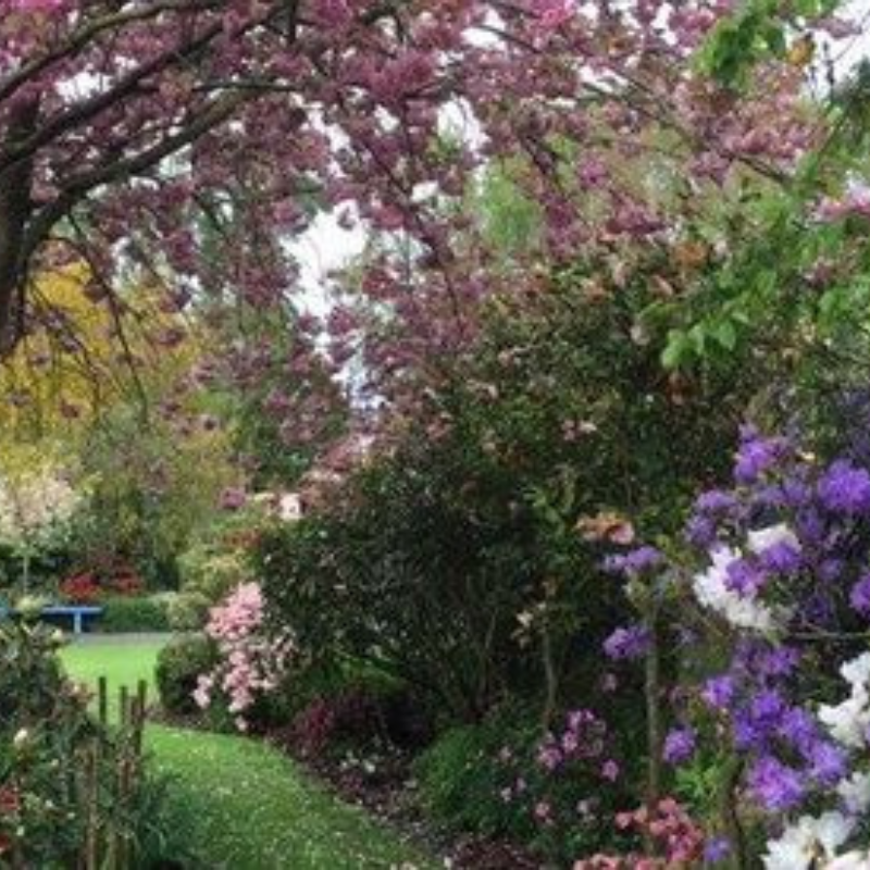 A garden with a green lawn, blooming trees with pink flowers, and bushes with purple and white blossoms.
