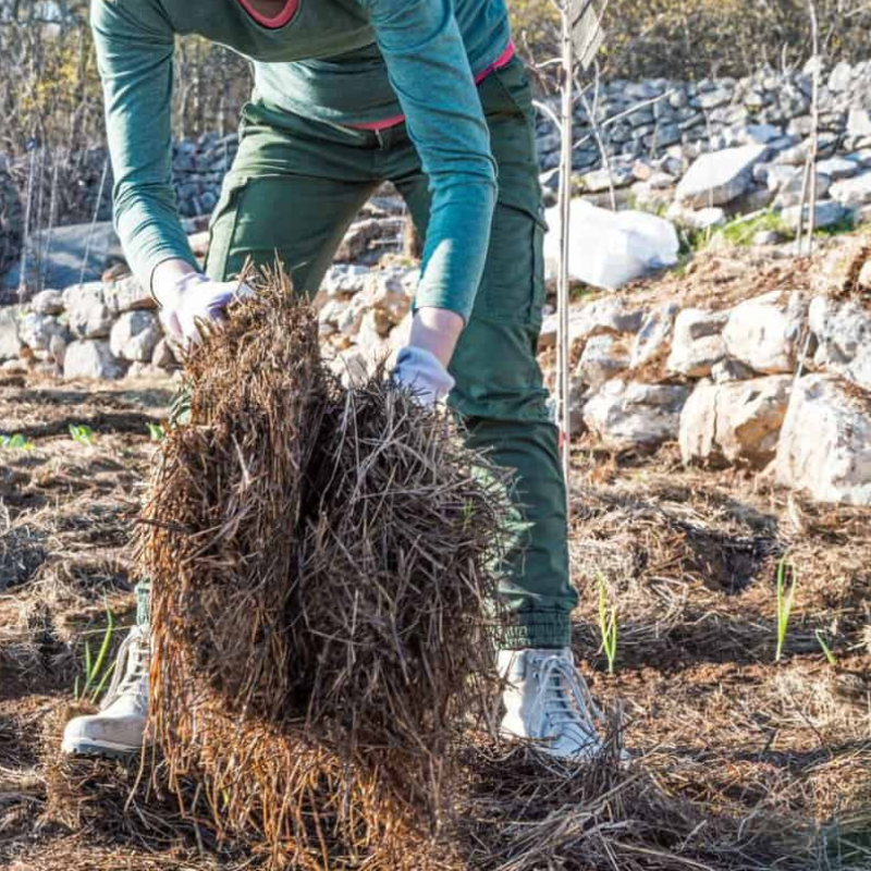 Person wearing gloves and green clothing places a clump of straw or mulch onto the ground in a rocky outdoor area—one of many May Growing Tips to help suppress weeds and support healthy plant growth.
