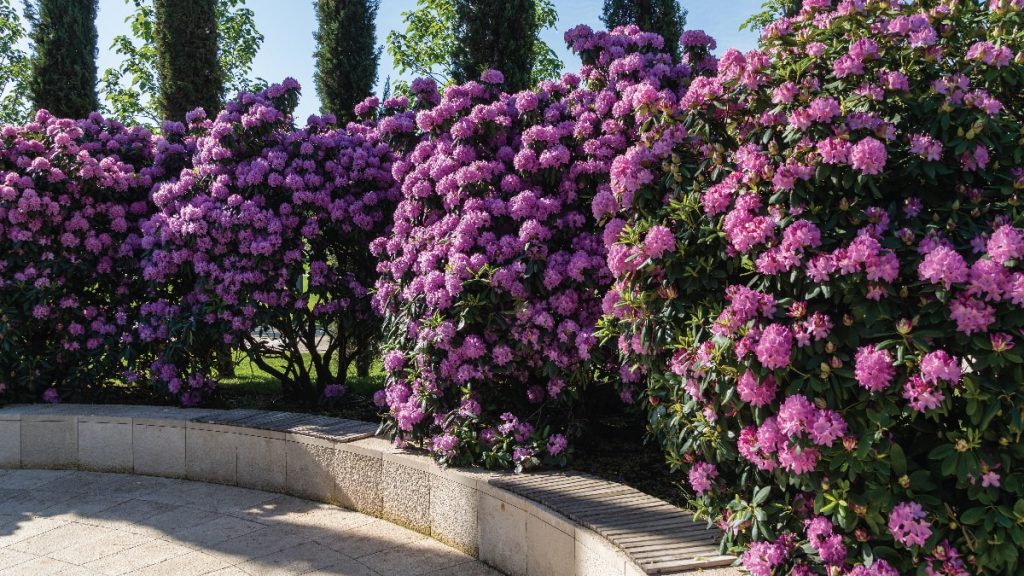 A curved stone bench sits before a living wall of dense hedge rhododendrons, their vibrant purple blooms creating a striking display beneath a clear sky and tall trees.