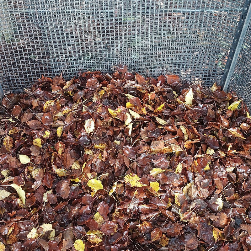 A pile of wet, brown and yellow autumn leaves inside a metal mesh compost bin, slowly breaking down into rich mulch.