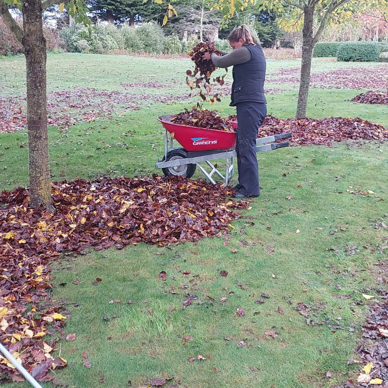 A person empties a pile of fallen leaves from a wheelbarrow onto the ground in a grassy, tree-lined area, adding natural mulch to enrich the soil.