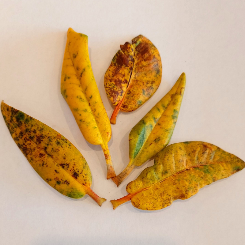 Five yellow rhododendron leaves with green and brown spots are arranged in a fan shape on a plain white background.