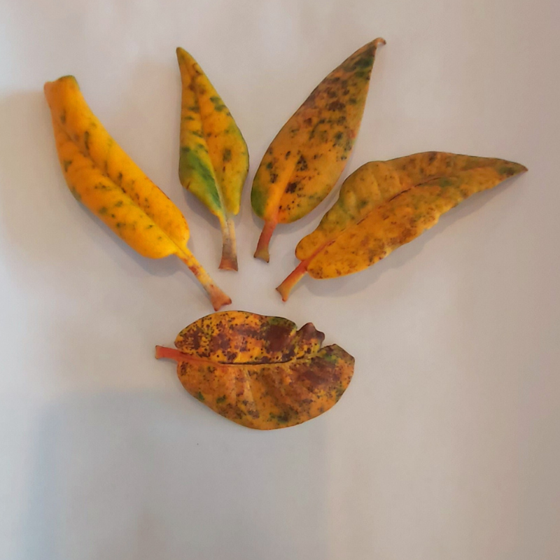 Five yellow and mottled rhododendron leaves are arranged on a plain white background, with four leaves radiating outward and one leaf positioned at the bottom, suggesting potential plant problems.