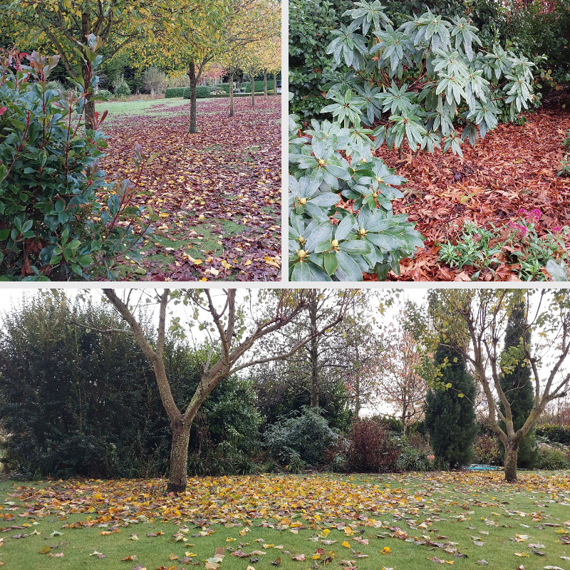 Three outdoor scenes show trees, bushes, and grass covered with fallen autumn leaves, creating a natural mulch that enriches the garden or park soil.