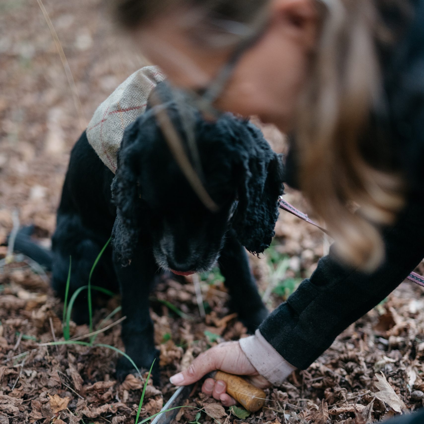 A person uses a small knife to dig in the soil among leaves during truffling time, while a black dog wearing a coat observes closely.
