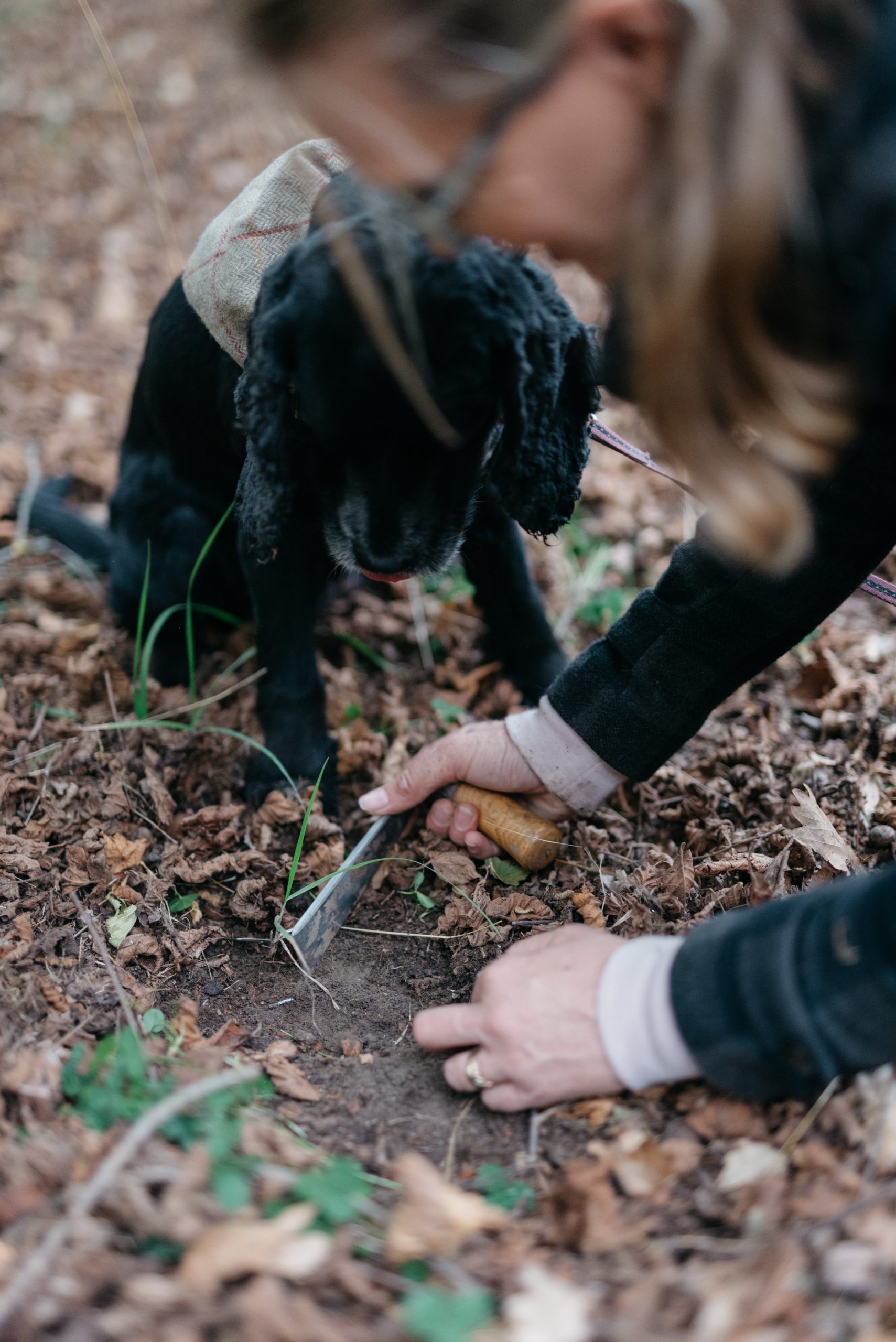 A person uses a small knife to dig in the soil among leaves during truffling time, while a black dog wearing a coat observes closely.
